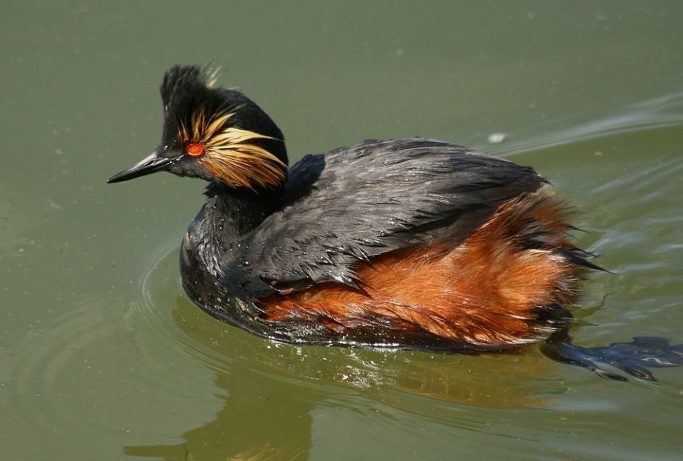 Eared grebe